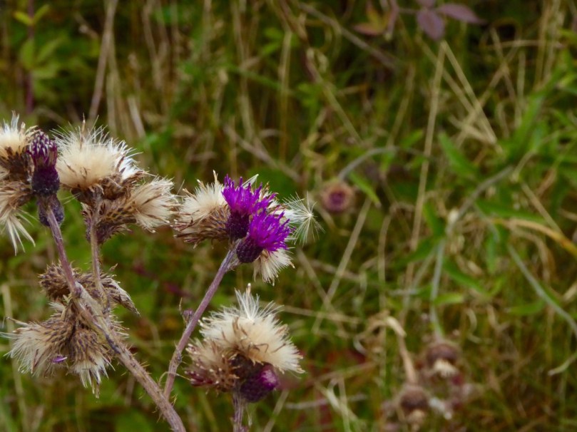 Thistles and seedheads