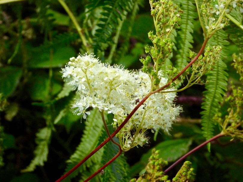 meadowsweet
