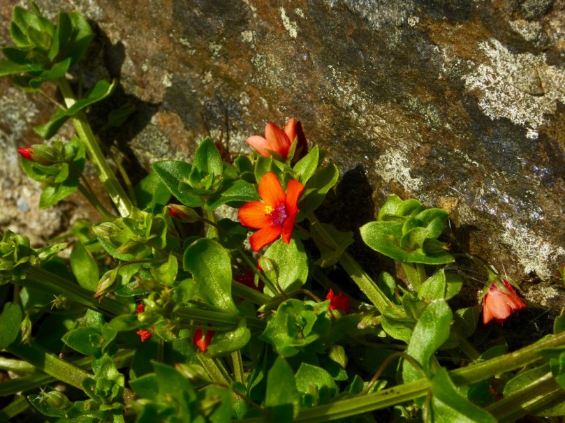 Scarlet pimpernel