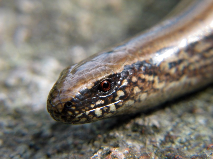 Slow-worm (Jonas Bergsten)