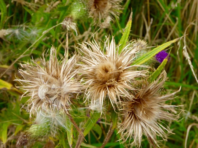 thistle seedheads