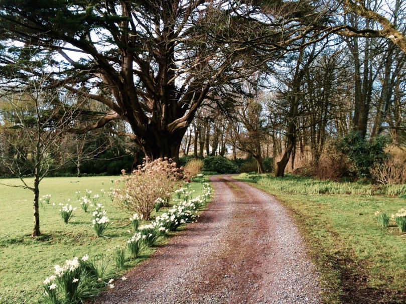Drishane house driveway in spring
