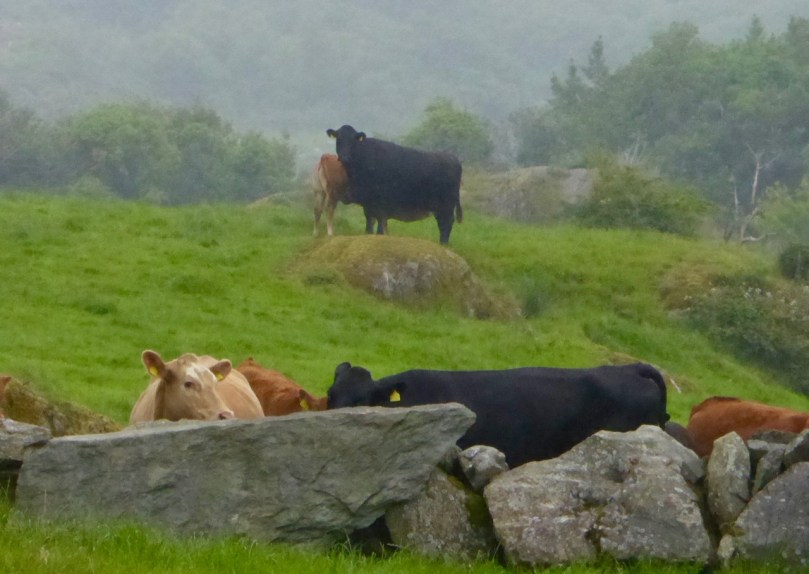 cattle in the wild