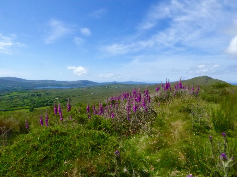 In summer the foxgloves are everywhere