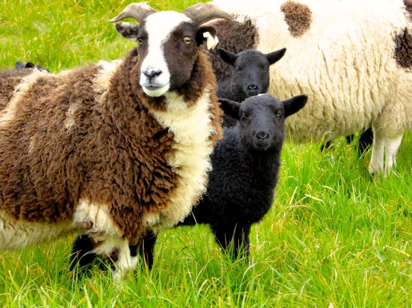 We saw these Jacob sheep on the slopes of Mount Corrin