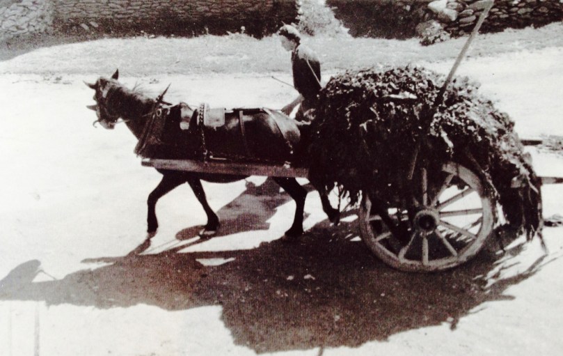 carrying the seaweed