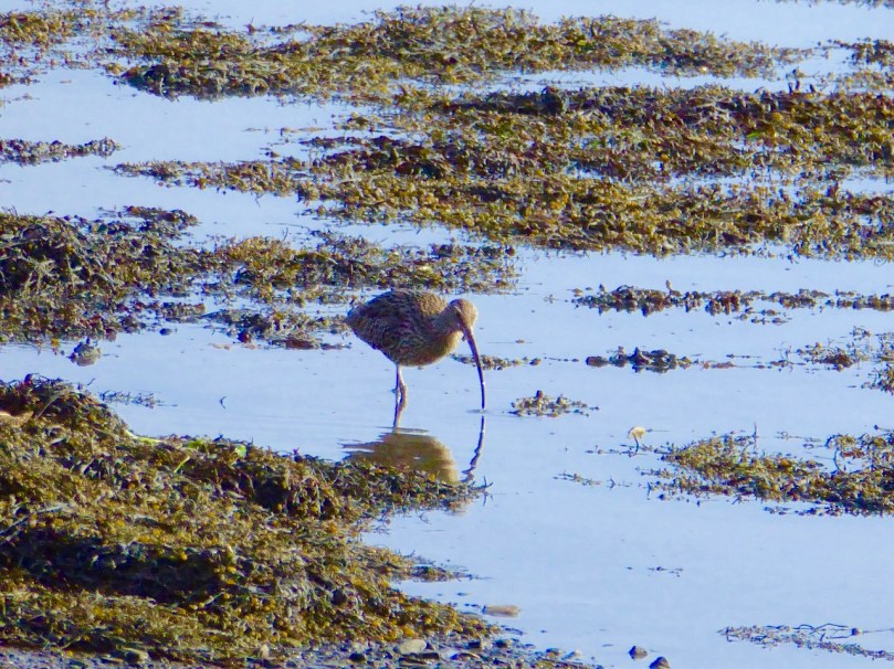 curlew title