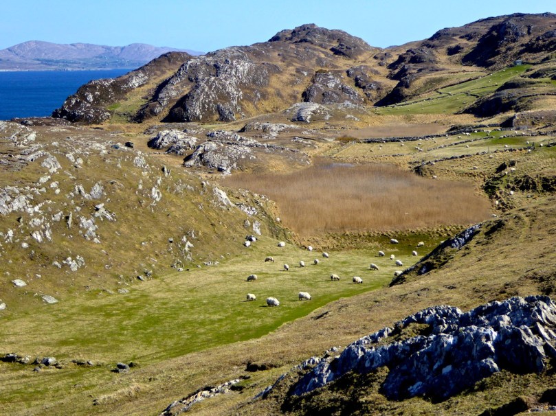 sheep may safely graze
