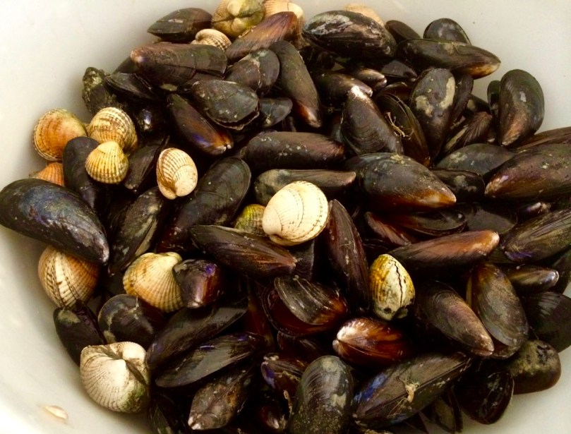 feast of mussels