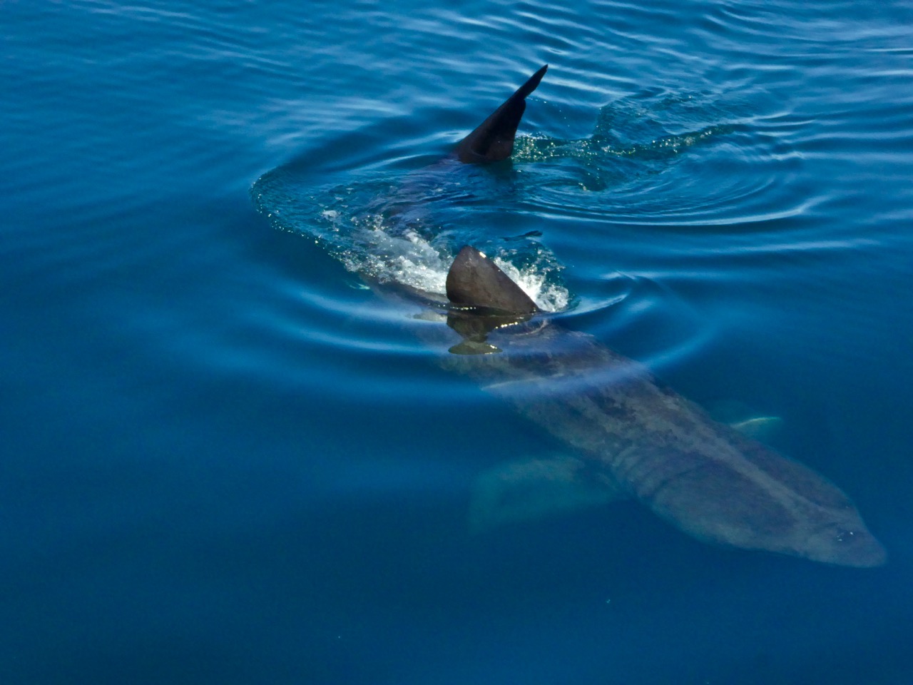 Basking shark en route to Cape Clear