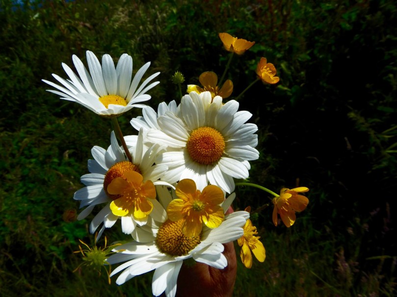 oxeye daisies and buttercups darker