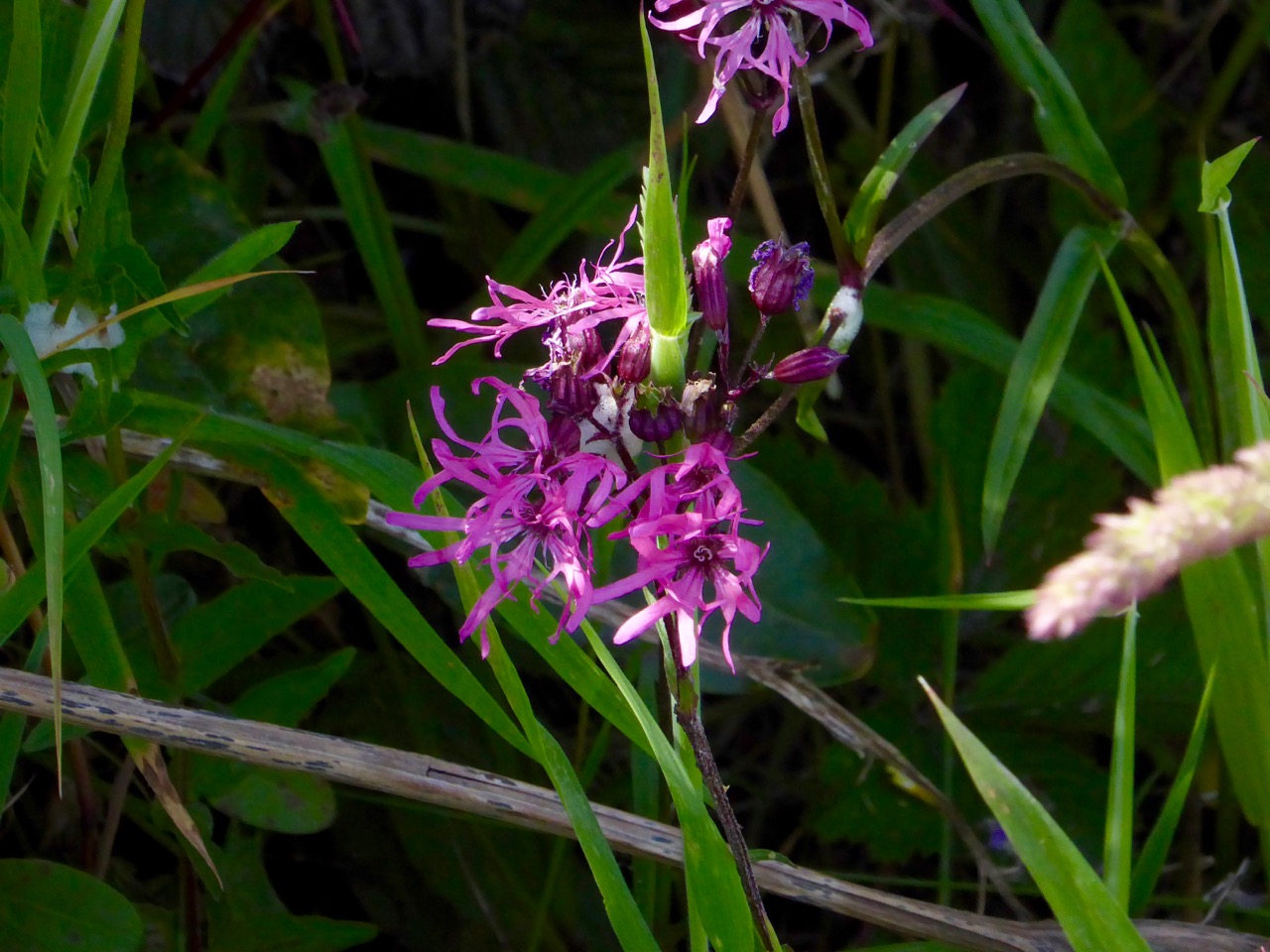 Ragged robin