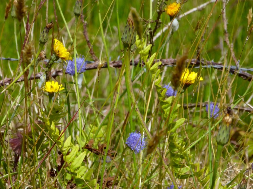 Scabious and Dandelions