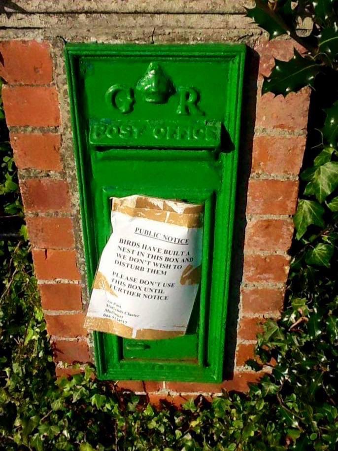 Post box birds nest