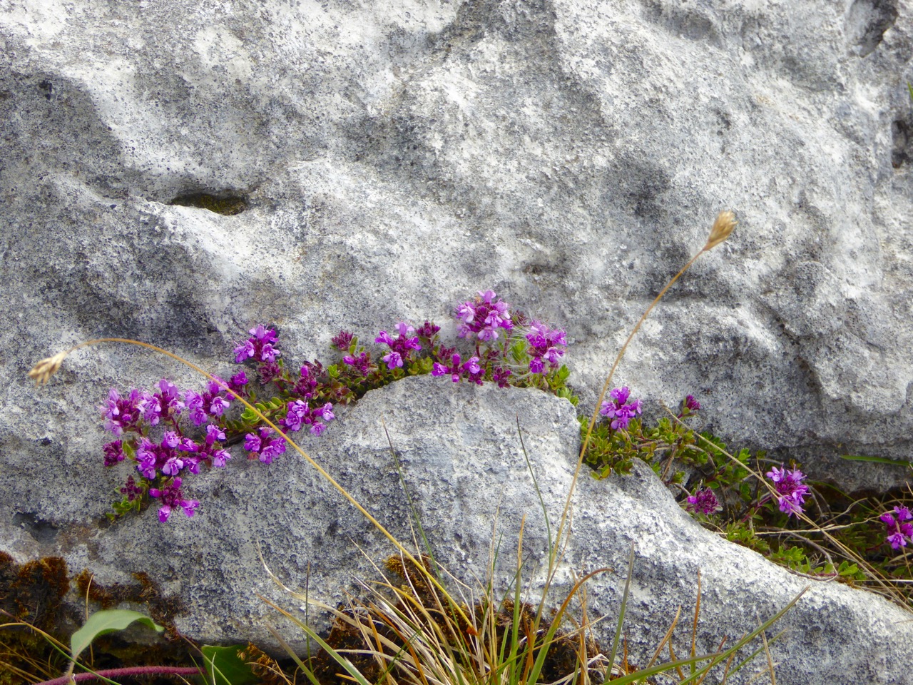 Wild Thyme