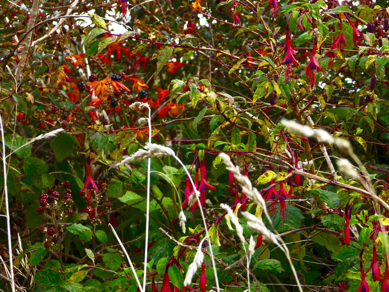 Fuchsia Montbretia and blackberries