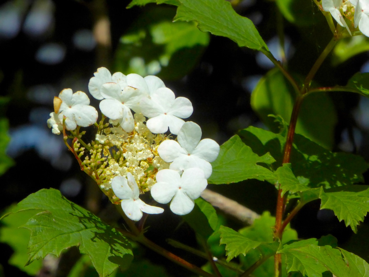 Guelder Rose Flower, June