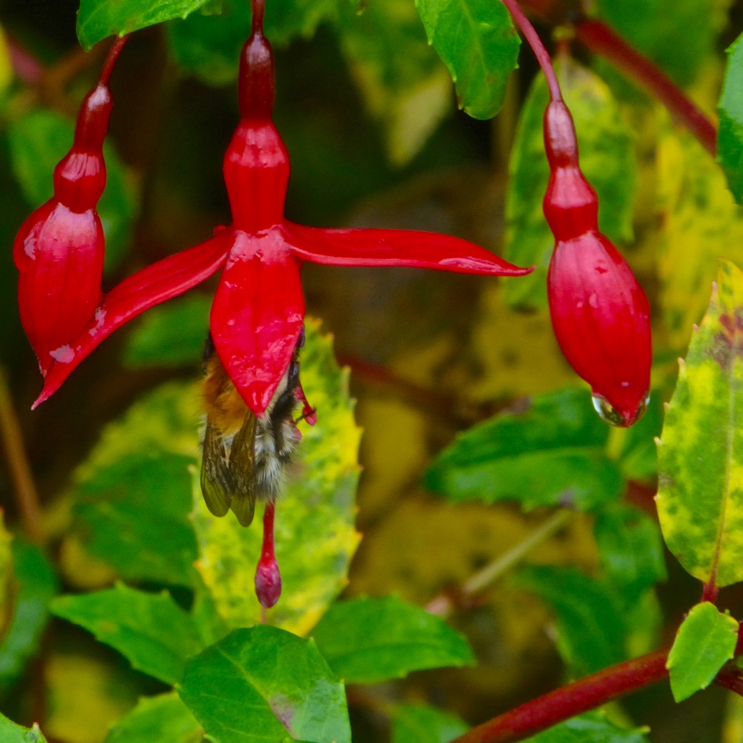 Bee in Fuchsia