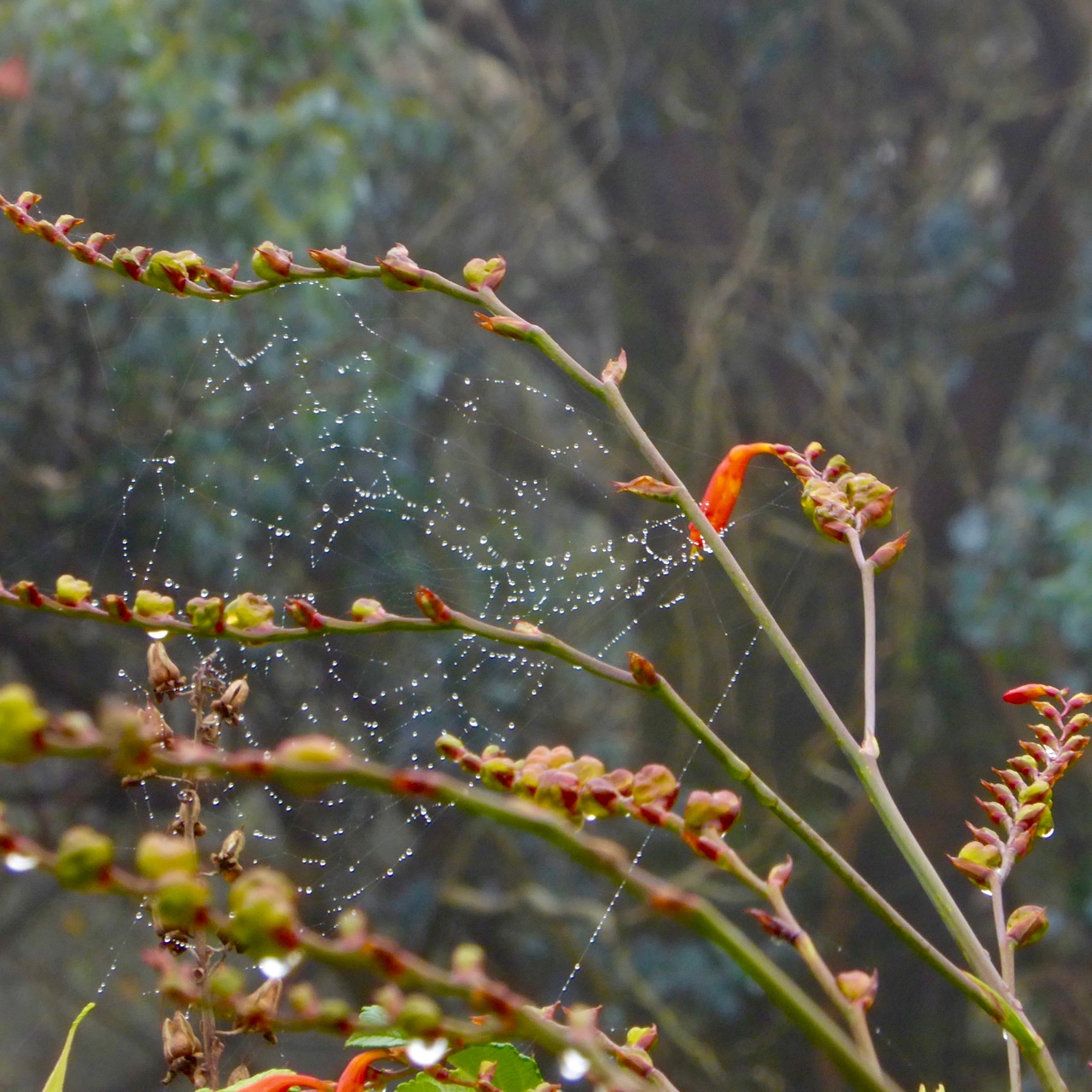 Cobweb on Montbretia