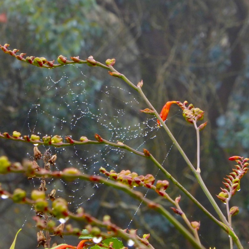 Cobweb on Montbretia