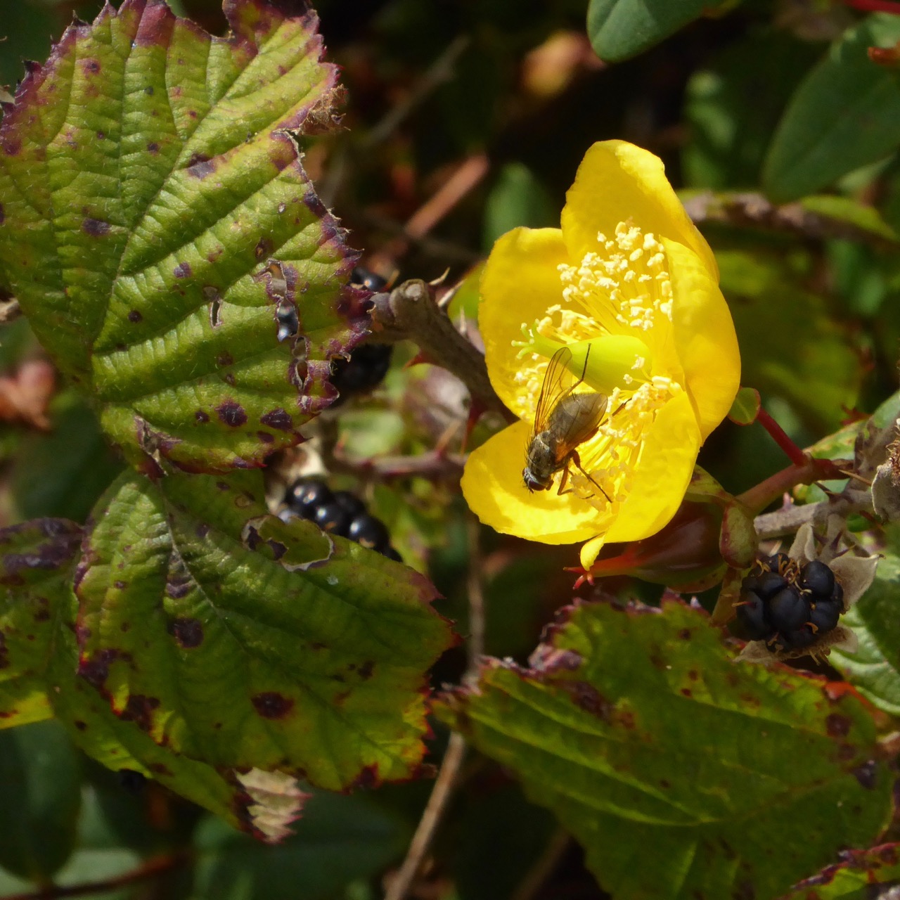 Fly on yellow flower