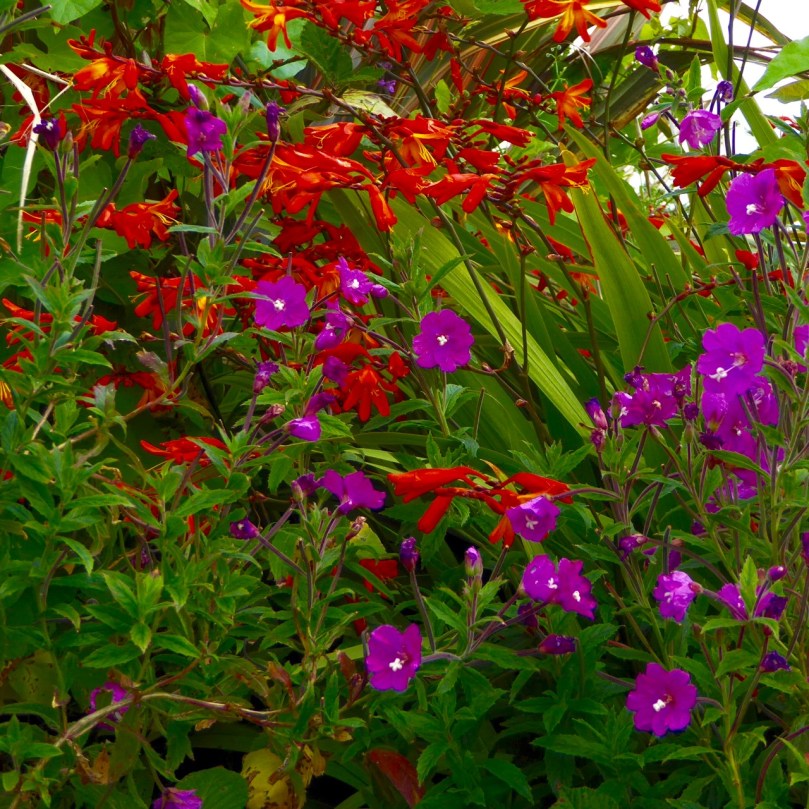 Great Willowherb 2015