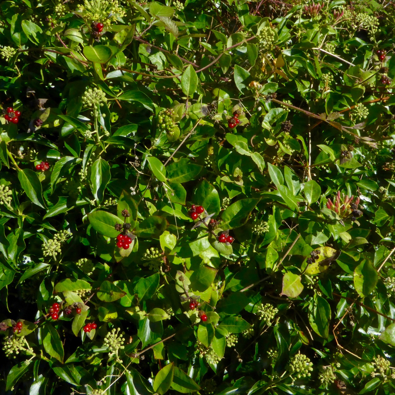 holly close to flowering