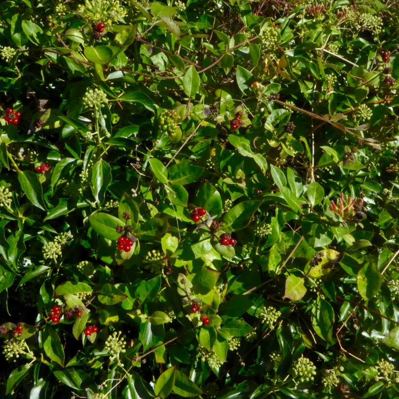 holly close to flowering