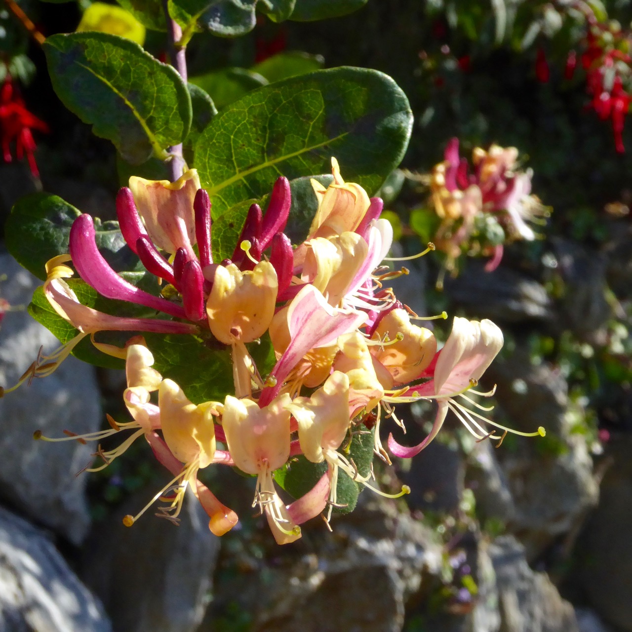Honeysuckle