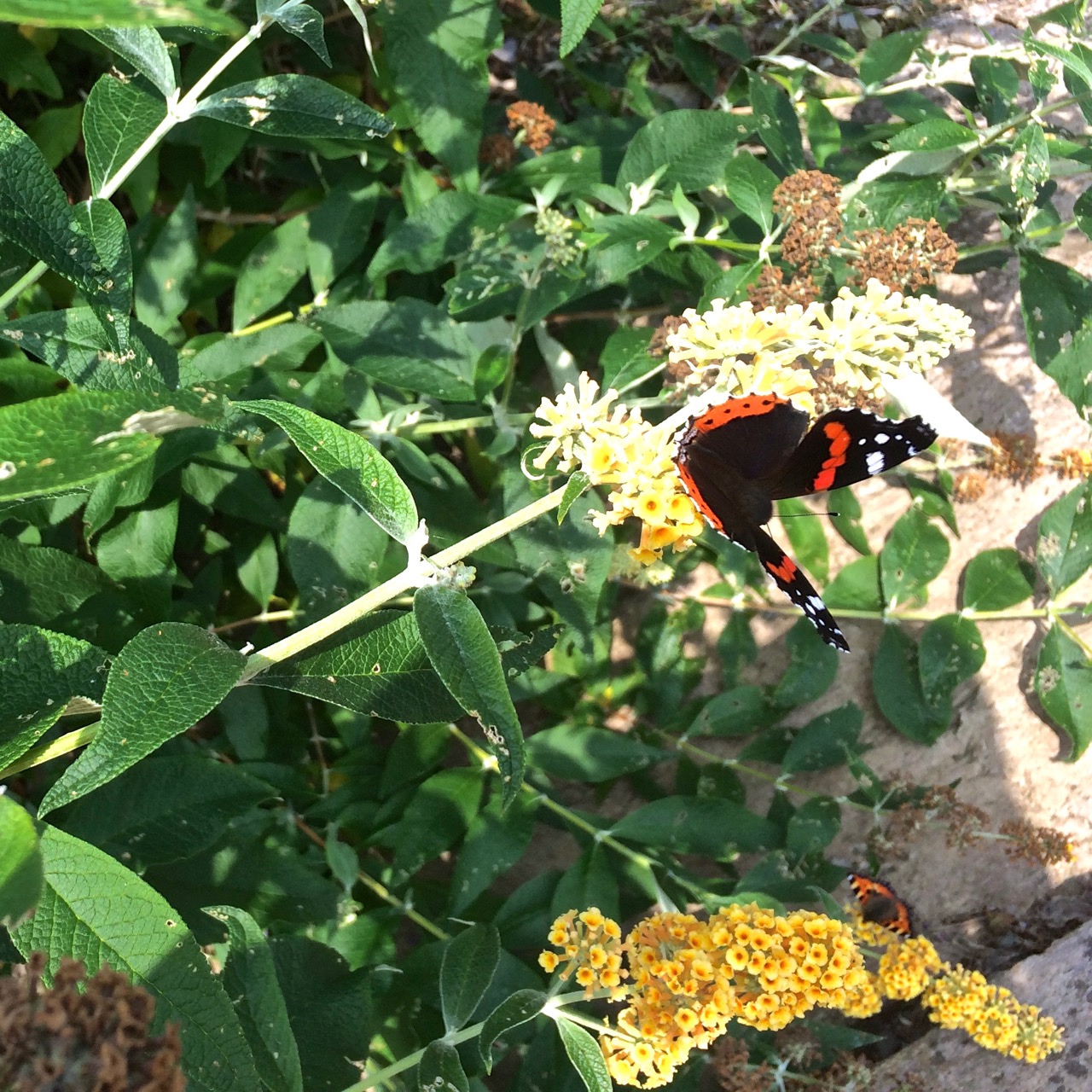 Red admiral at Helen's Garden