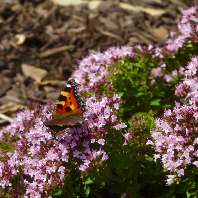 Small Tortoiseshell on oregano
