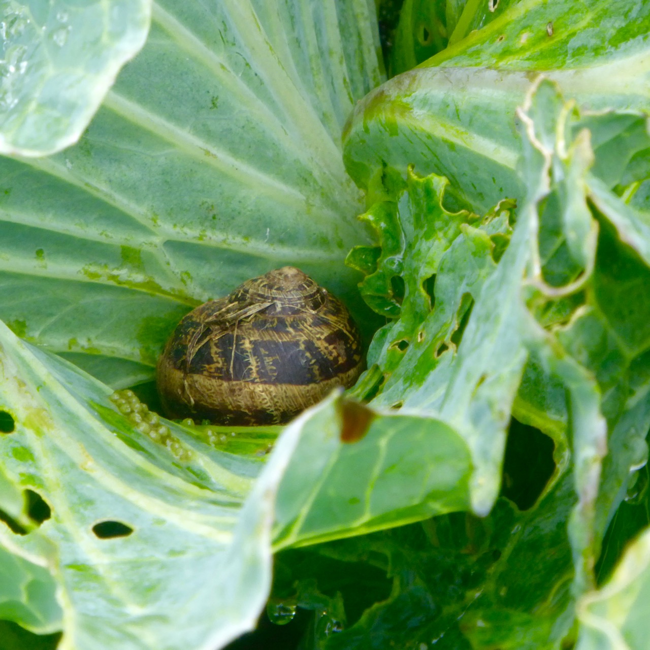 Snail on cabbage