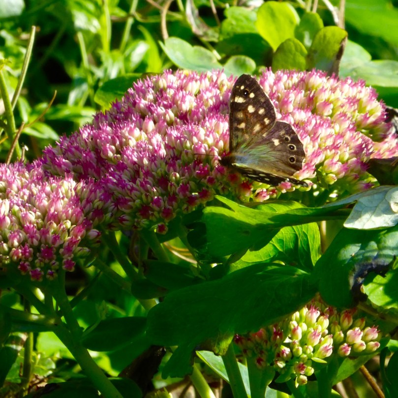 Speckled Wood Butterfly on sedum