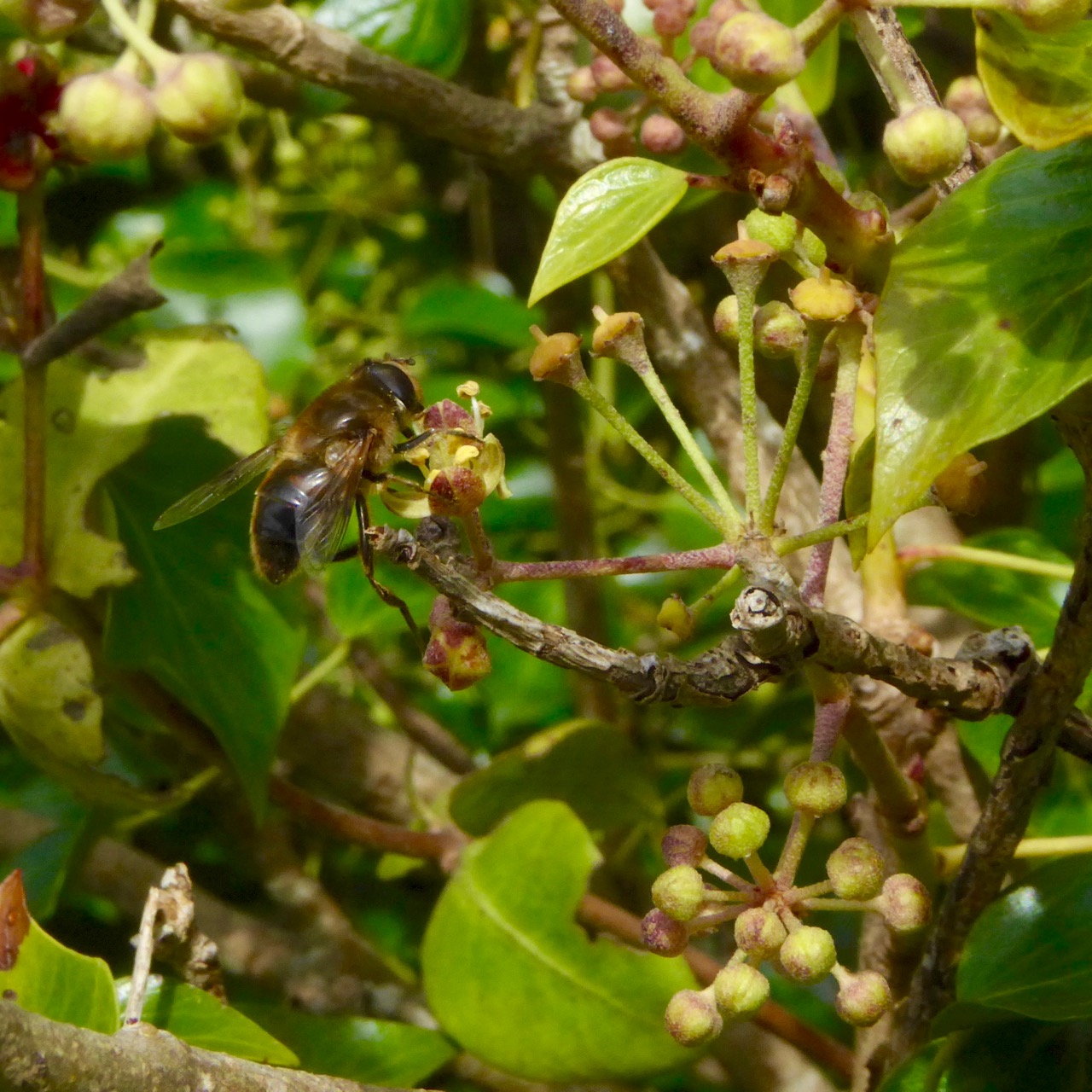 Bee on Ivy 2