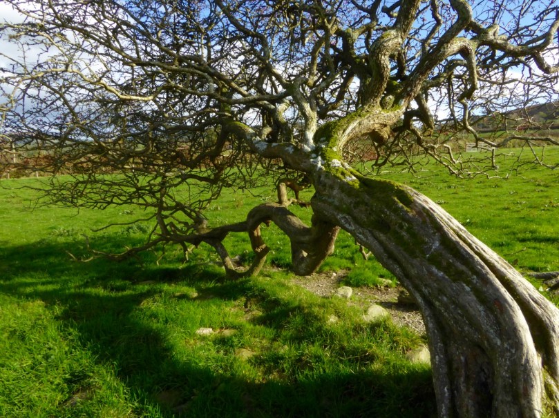 Blackthorn Tree
