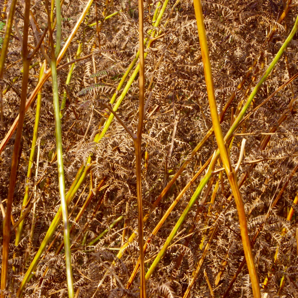 Bracken undergrowth
