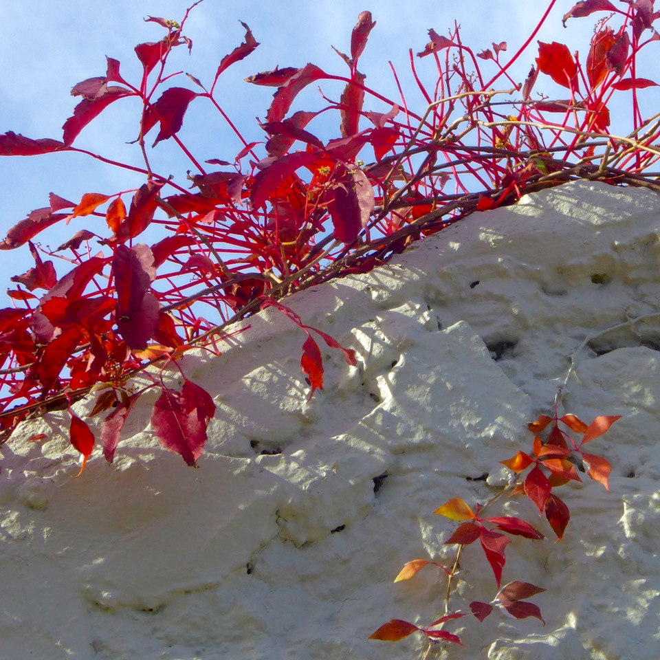 Creeper on cottage wall