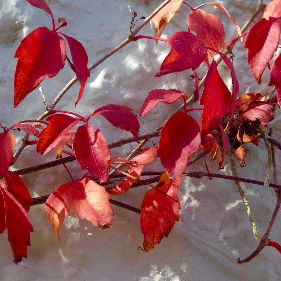 Creeper on white cottage wall