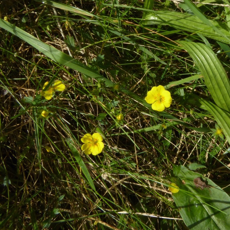 Creeping Buttercup