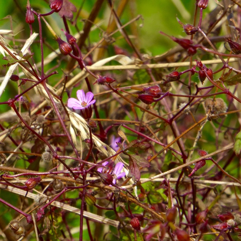 Herb Robert