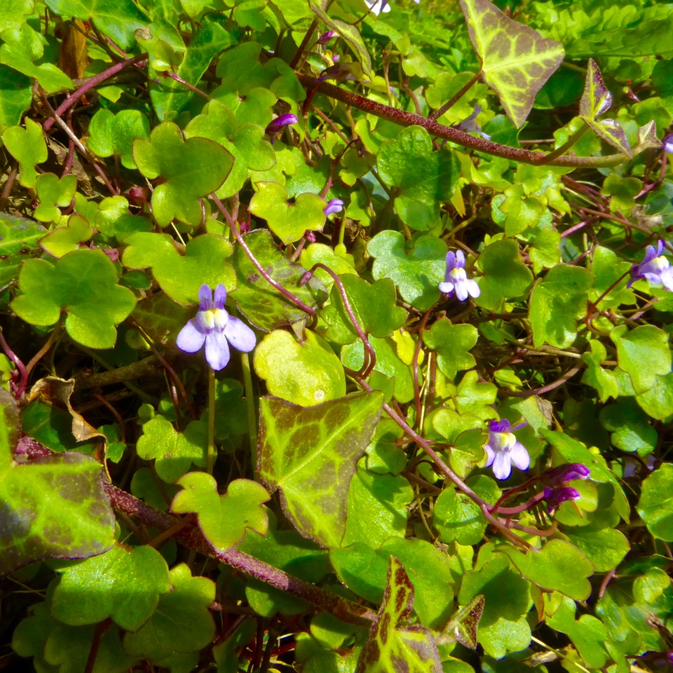 Ivy-leaved Toadflax
