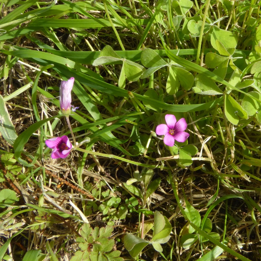 Pink Sorrel