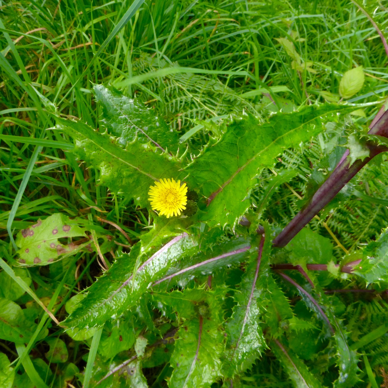 Prickly Sowthistle