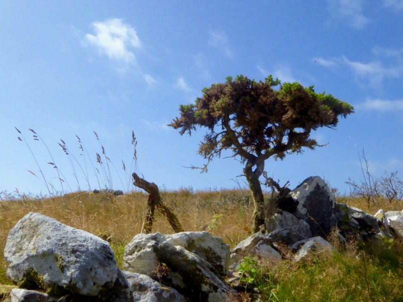 Gorse Tree