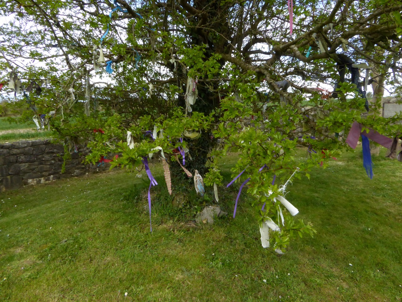 Inghne Buidhe rag tree