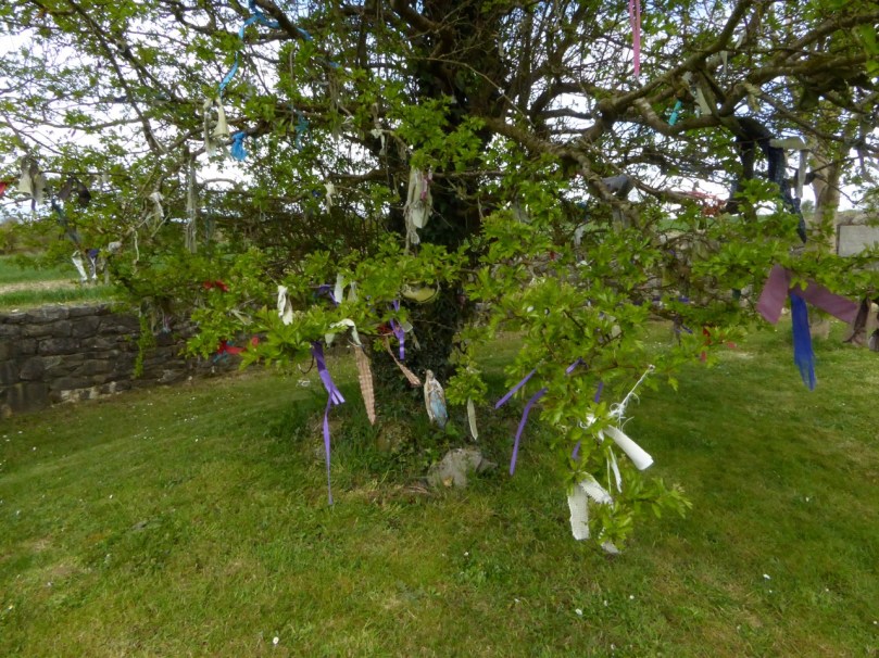Inghne Buidhe rag tree