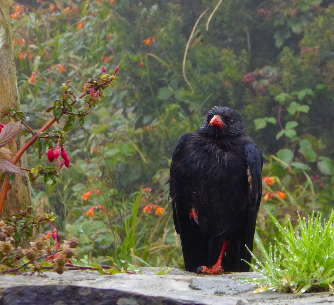 Chough by the Gate