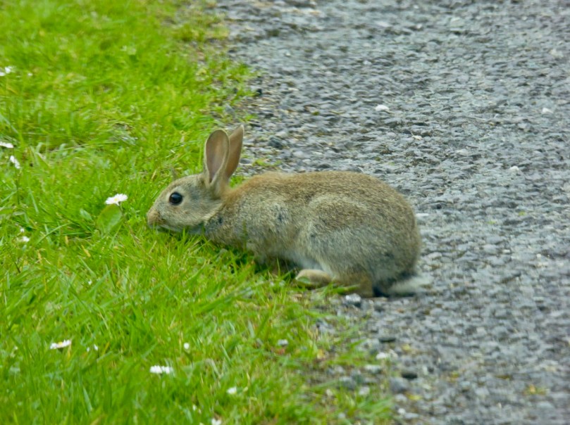 Bunny eyes a daisy