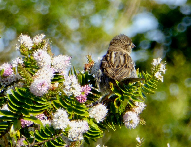 fledging sparrow