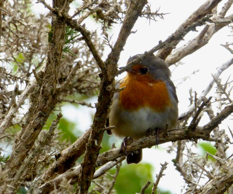 Robin among thorns